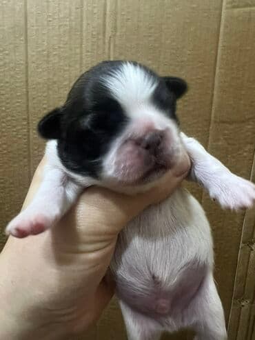 кане корсо бишкек: Пекинес, Самка, Самовывоз — 2