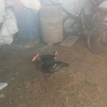 kənd colpası satışı: Digər quşlar — 1