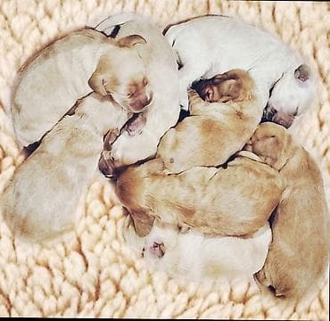 Heyvanlar üçün mallar: Koker spaniyel — 1