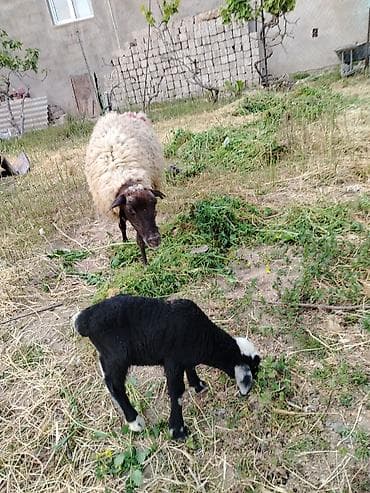 it satisi afcarka: Ana ala qoyun, quzu su erkəkdi. Qiyməti 400m.qoyun iri qoyunu, dişləri — 3
