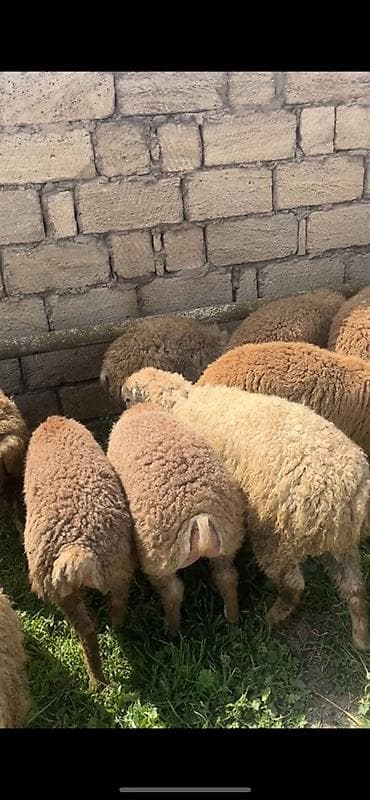 qoyun qoç: Təcili satilir 38 heyvandi son qiymətdi unvan baki — 3