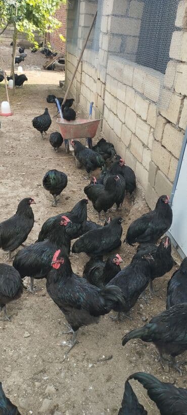 çöl quşu: Avstralop xoruzlar satılır az sayda var — 1