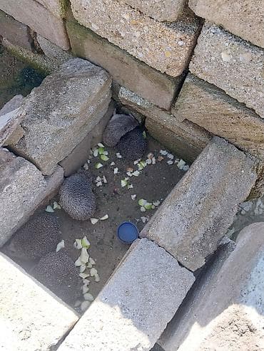 canlı yem: Kirpi – bağ üçün zərərvericilərə qarşı təbii “mühafizəçi” - Gecə — 5