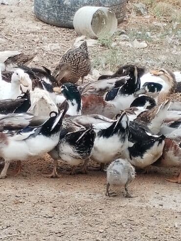 ruan ordək: Ruan sortu ordekler. Kubanda var. - Şəkillərdə müxtəlif rəng və — 3