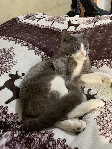 pişik latok: Erkək, Cütləşmə üçün — 2