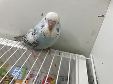 продажа собак в баку: Məhsul: Dalmatin/marmor naxışlı büdcər (dalğıc papağan) – mavi-ağ rəng — 1