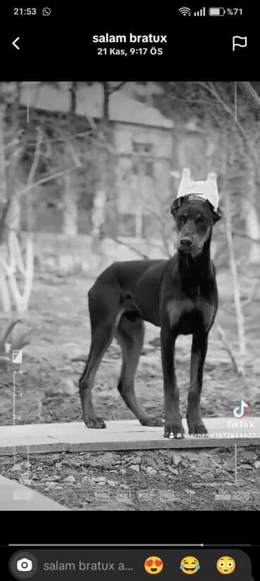 Doberman lalafo.az -da Doberman