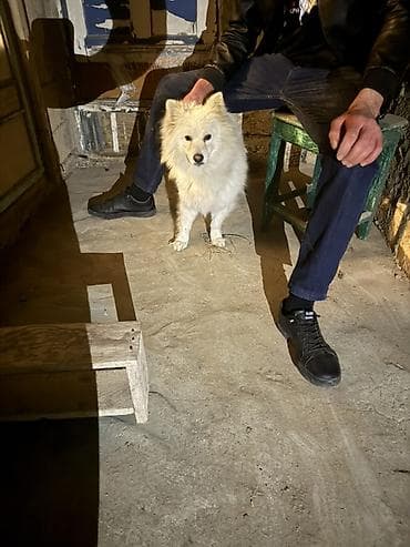 sibir xaskisi iti: Samoyed — 1