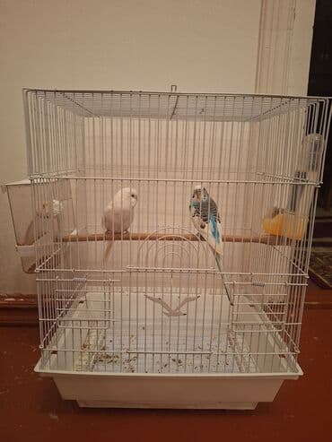 goyercin yuvasi satilir: Hazır bala verən cüt satılır hal hazırda yuva — 1