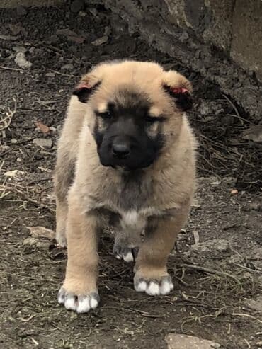 pişik satılır: Qurdbasar, 1 ay, Erkek — 7