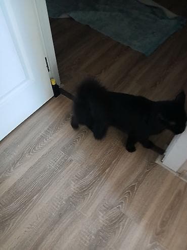 pişik cins: Yaxşı əllərə — 3