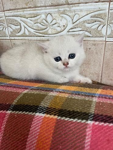 kangal satisi: Şinşilla, Erkək, Dişi — 4