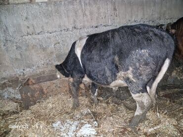 Inəklər, öküzlər: Satlıq: qaramal – erkək buzov/ dana - Növ: ətlik istiqamətli qarışıq — 2