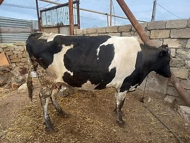 inek simental: Etlik inek — 1