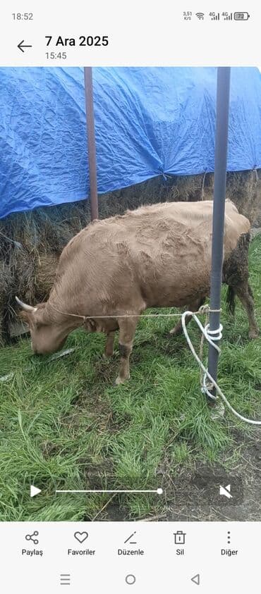 mal satisi: Dişi, il: 2, 160 kq, Damazlıq, Ünvandan götürmə — 5