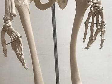 Медицинское оборудование: Viva Science tam ölçülü insan skeleti modeli - Brend: VIVA SCIENCE — 7