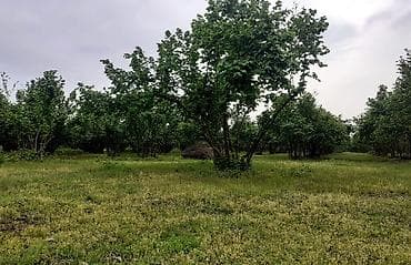 07 sekilleri peredok: Fındıq bağı – məhsuldar, baxımlı sahə - Mədəni fındıq kolları — 1