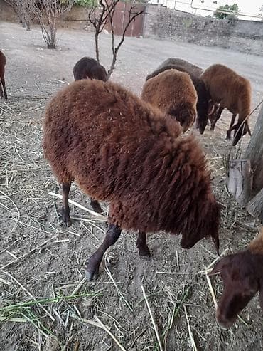 qoyun derisi: Qoyun – yerli cins, qəhvəyi tüklü Məhsul təsviri: - Qrup şəkillərində — 5