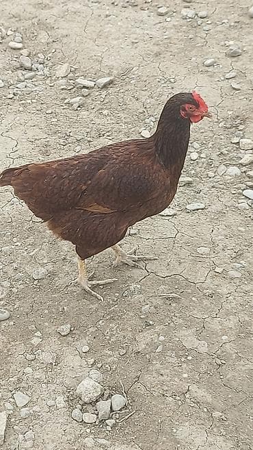 Dovşanlar: Toyuq, Yumurtalıq — 3