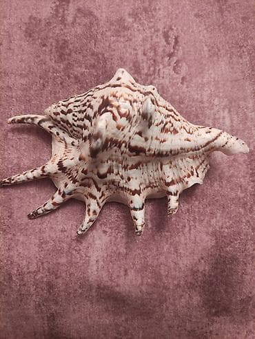 Digər ev dekoru: Dekorativ dəniz ilbiz qabığı – “Venus Comb Murex” üslubunda - — 1