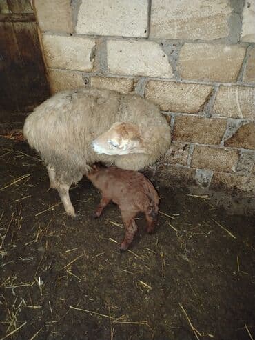 qoyun qiymətləri 2024: Qoyun və quzu satılır - Qoyunlar: yerli növ, uzun yunlu, yaxşı ana — 3