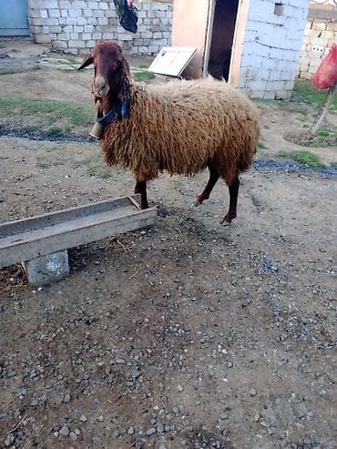 sotland pisiyi satilir: Erkək, Qala, il: 1, Damazlıq — 7