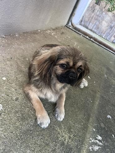 it yemekleri: Pekines, 1 il — 1
