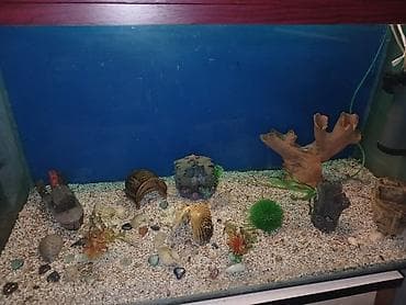 akva ayaqabılar: Dördbucaq akvarium, Boş, 297 l, Ünvandan götürmə — 3