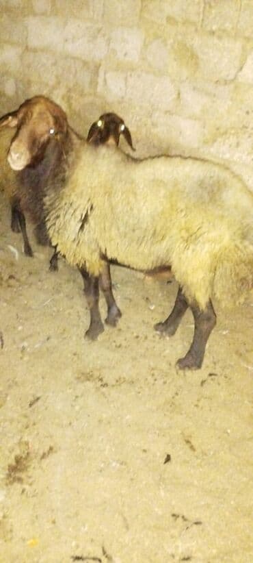 bmw 1 серия m135i at: Qala cinsi 2 illik cins temiz süruye yararli — 1