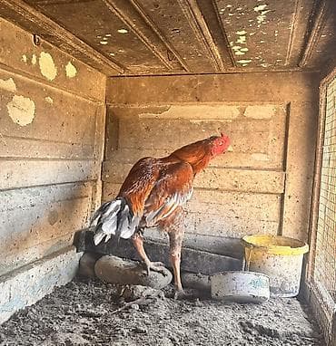 Гуси: Wekilde gorduyunuz bece satilir isimnen elaqadar olara bu qiymete — 1