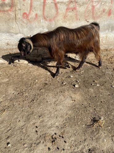 Eşşəklər: Erkey heleb tekesi diri çeki 7 manat — 3