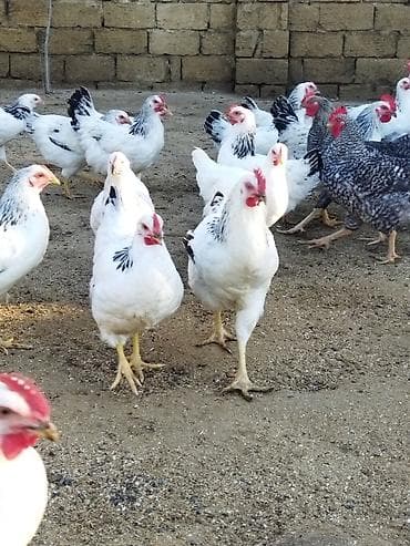 yapon toyuqları: Salam şəkildə gördüyünüz tam sağlam dörd ay yarımlıq fərələr və — 5