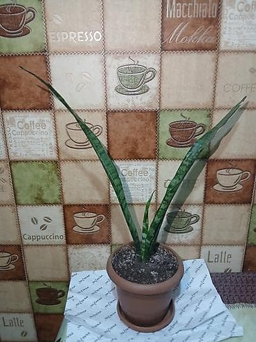 Саженцы деревьев: Qiymət 3 -10azn araliginda ölcüyə görə dəyisir — 2