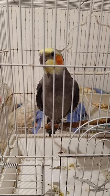 sultan quşu: Nimfa (Cockatiel) papağanı – boz ağ rəng çalarları, sarı baş və — 2