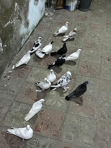 göyərçin pavlin: 14 quwdu tutulmalardi qiymet sondu 14 quwdu — 6