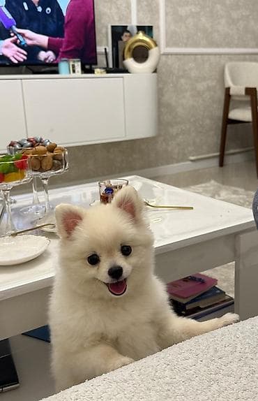 xaski balası: Şpitz — 2