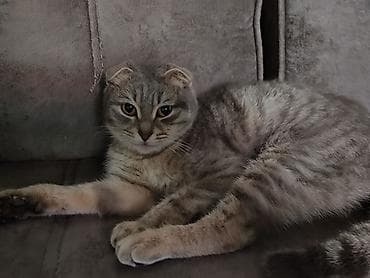 tuksuz pişik: Şotland — 1