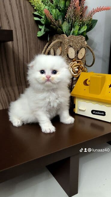 Собаки: Шотладская вислоухая, Самка — 1