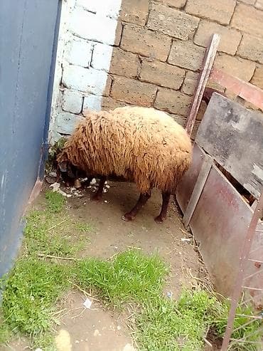 lalafo.az atlar: Erkey toğulu satılır istəyən olsa yazsın video sun atım baxın real — 4