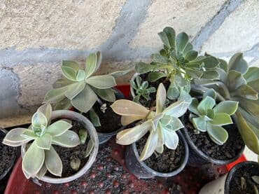 ev bitkiləri: Müxtəlif dekorativ otaq bitkiləri kolleksiyası - Kompozit sükulent — 27