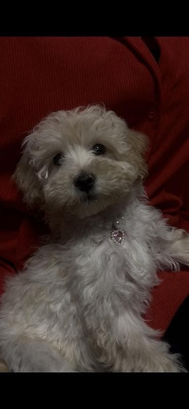 sosiska it: 3 ay, Dişi — 1