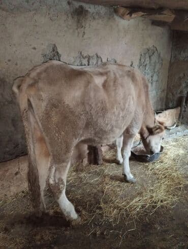 tap.az inekler: 5- bala verib qısırdı qoyun quzu və ya boğaz mal ilə barter edərəm — 2