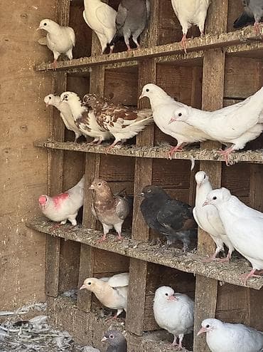 goyercin satışı: Kohne Baki qusbazinin heyvanlaridi.Qusxananin icerisindeki,Setkadaki — 7