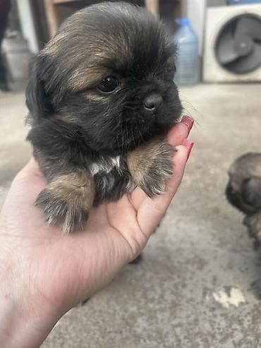 cins itlerin satisi: Pekines, 1 ay — 3