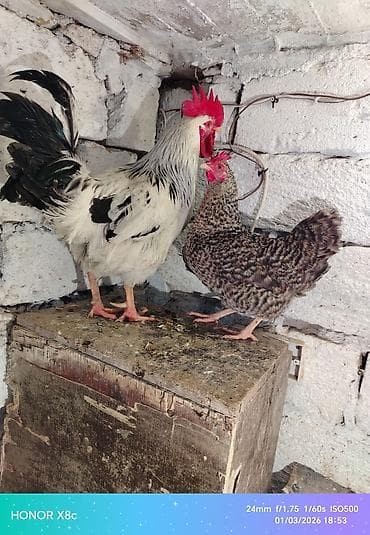 serebrist toyuq: Toyuq, Damazlıq — 1