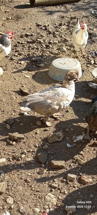 qaz ördəy: Tam sağlam cavan Krasnadar lal ördək satılır.Cut 80 azn.Unvan Lənkəran — 5