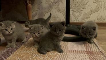 кот для вязки: Британская, Самец, Самка, Самовывоз — 1