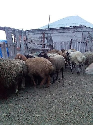 Kəsimlik kök quzular 60 baş Satlıq əlaqə üçün 070 633 66 94 nömürəsi — 4