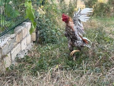 Коровы, быки: Петух, Heyrati, лет: <1, Самовывоз — 9