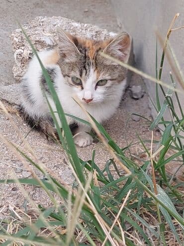 отдам кошку в хорошие руки: В добрые руки — 7